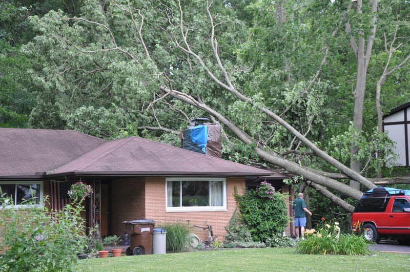 lawyers for tree damage