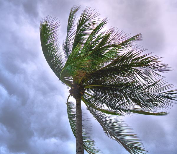 high wind storm damage trees