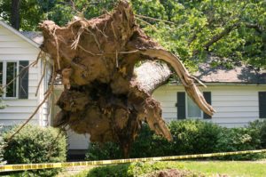 tree damage lawyers